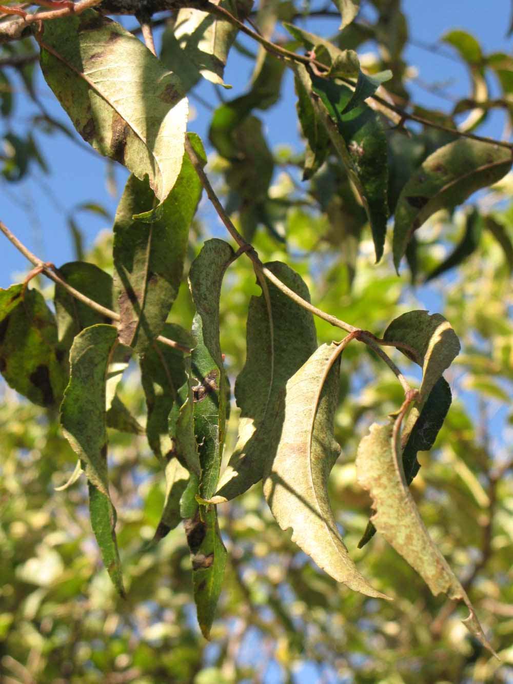            Sun leaves (Winter Haven, FL)   